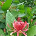 Calycanthus floridus P30 (3)